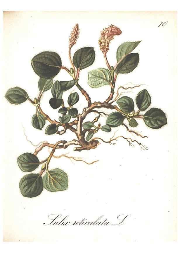 Reproducción/Reproduction 7163571319: Die Alpenpflanzen nach der Natur gemalt /. Prag :F. Tempsky,1879-1884.
