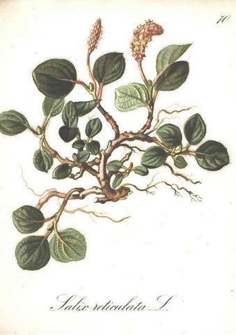 Reproducción/Reproduction 7163571319: Die Alpenpflanzen nach der Natur gemalt /. Prag :F. Tempsky,1879-1884.