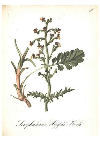 Reproducción/Reproduction 7348782660: Die Alpenpflanzen nach der Natur gemalt /. Prag :F. Tempsky,1879-1884.