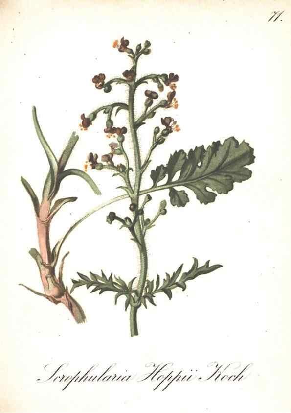 Reproducción/Reproduction 7348782660: Die Alpenpflanzen nach der Natur gemalt /. Prag :F. Tempsky,1879-1884.