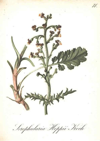 Reproducción/Reproduction 7348782660: Die Alpenpflanzen nach der Natur gemalt /. Prag :F. Tempsky,1879-1884.
