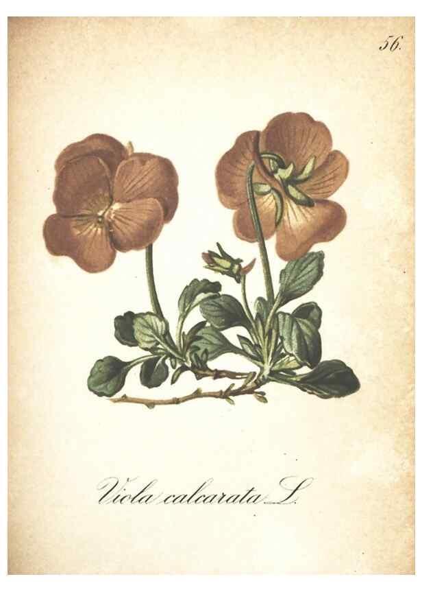 Reproducción/Reproduction 7163562937: Die Alpenpflanzen nach der Natur gemalt /. Prag :F. Tempsky,1879-1884.