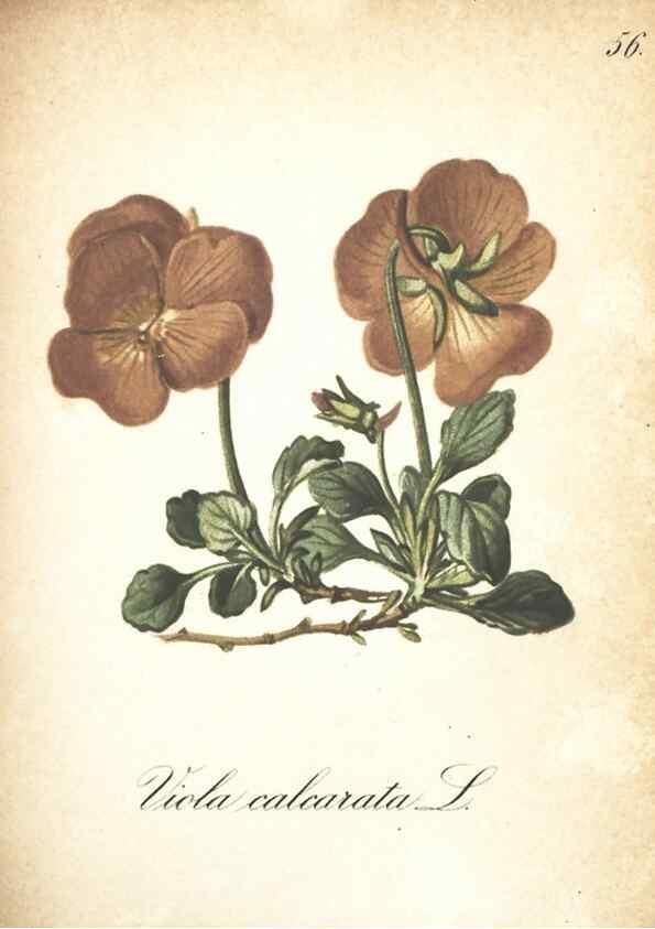 Reproducción/Reproduction 7163562937: Die Alpenpflanzen nach der Natur gemalt /. Prag :F. Tempsky,1879-1884.