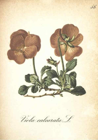 Reproducción/Reproduction 7163562937: Die Alpenpflanzen nach der Natur gemalt /. Prag :F. Tempsky,1879-1884.
