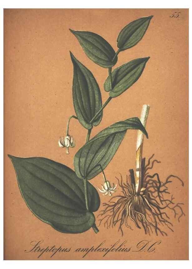 Reproducción/Reproduction 7163562193: Die Alpenpflanzen nach der Natur gemalt /. Prag :F. Tempsky,1879-1884.