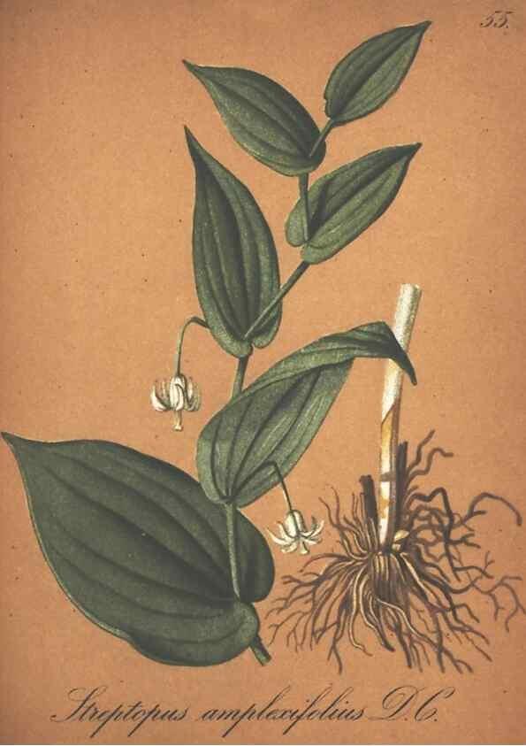 Reproducción/Reproduction 7163562193: Die Alpenpflanzen nach der Natur gemalt /. Prag :F. Tempsky,1879-1884.