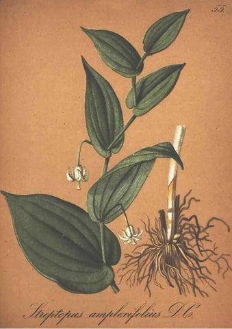 Reproducción/Reproduction 7163562193: Die Alpenpflanzen nach der Natur gemalt /. Prag :F. Tempsky,1879-1884.