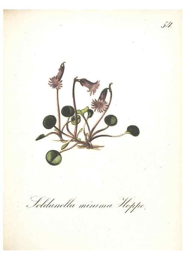 Reproducción/Reproduction 7163561393: Die Alpenpflanzen nach der Natur gemalt /. Prag :F. Tempsky,1879-1884.
