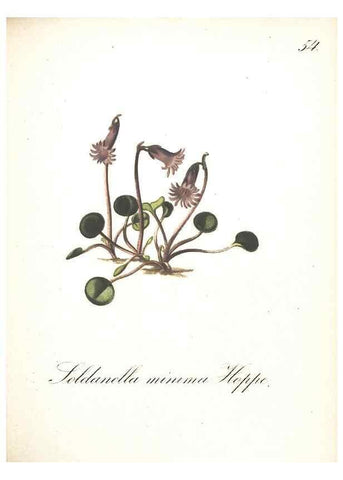 Reproducción/Reproduction 7163561393: Die Alpenpflanzen nach der Natur gemalt /. Prag :F. Tempsky,1879-1884.