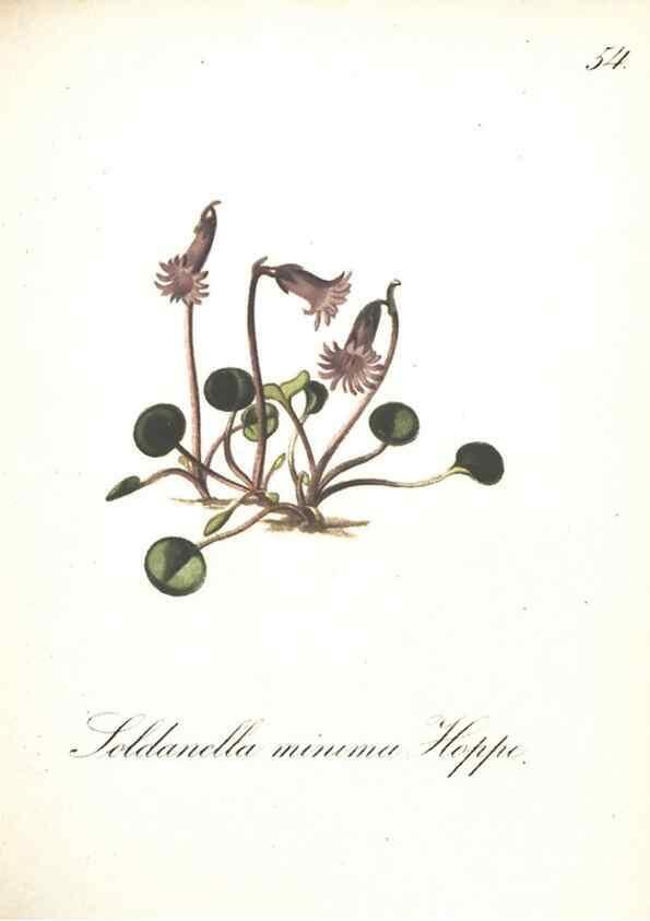 Reproducción/Reproduction 7163561393: Die Alpenpflanzen nach der Natur gemalt /. Prag :F. Tempsky,1879-1884.