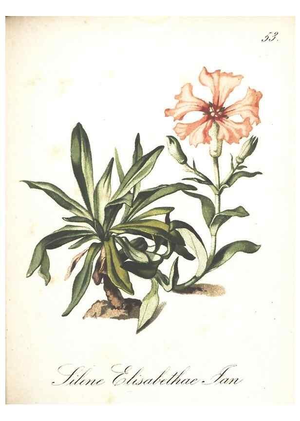 Reproducción/Reproduction 7163560945: Die Alpenpflanzen nach der Natur gemalt /. Prag :F. Tempsky,1879-1884.