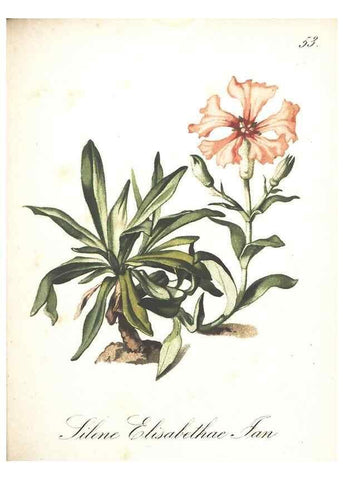 Reproducción/Reproduction 7163560945: Die Alpenpflanzen nach der Natur gemalt /. Prag :F. Tempsky,1879-1884.