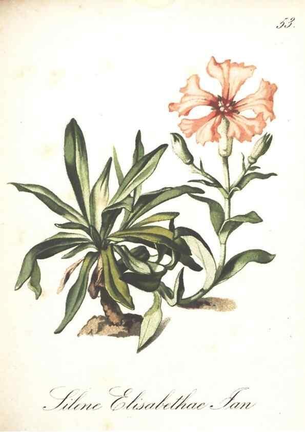Reproducción/Reproduction 7163560945: Die Alpenpflanzen nach der Natur gemalt /. Prag :F. Tempsky,1879-1884.