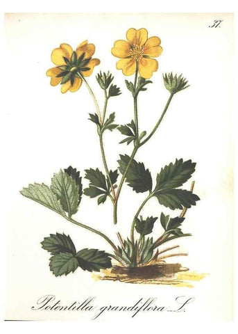 Reproducción/Reproduction 7348760800: Die Alpenpflanzen nach der Natur gemalt /. Prag :F. Tempsky,1879-1884.