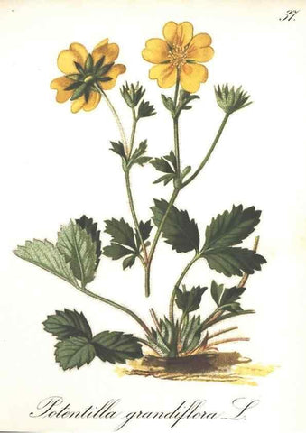 Reproducción/Reproduction 7348760800: Die Alpenpflanzen nach der Natur gemalt /. Prag :F. Tempsky,1879-1884.