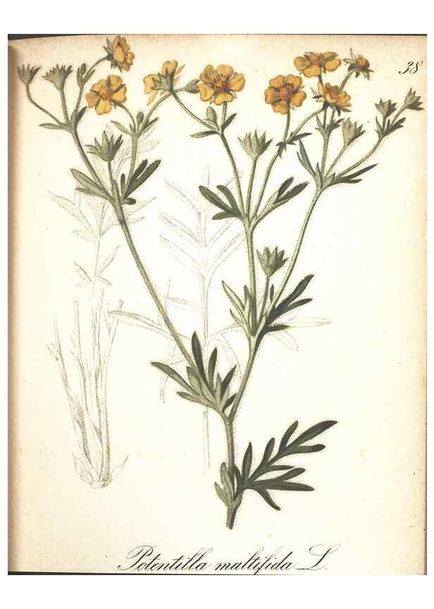 Reproducción/Reproduction 7163550359: Die Alpenpflanzen nach der Natur gemalt /. Prag :F. Tempsky,1879-1884.