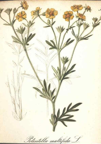 Reproducción/Reproduction 7163550359: Die Alpenpflanzen nach der Natur gemalt /. Prag :F. Tempsky,1879-1884.