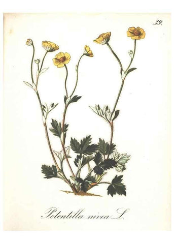 Reproducción/Reproduction 7163551023: Die Alpenpflanzen nach der Natur gemalt /. Prag :F. Tempsky,1879-1884.