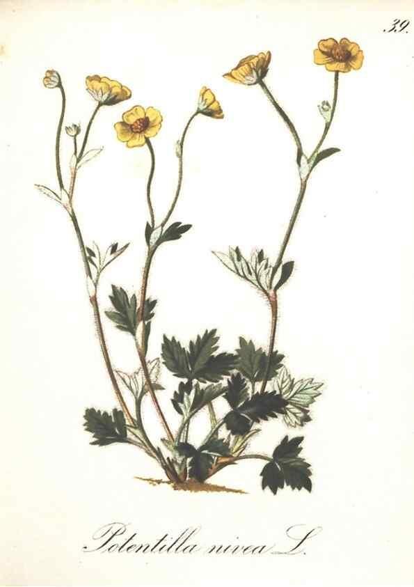Reproducción/Reproduction 7163551023: Die Alpenpflanzen nach der Natur gemalt /. Prag :F. Tempsky,1879-1884.
