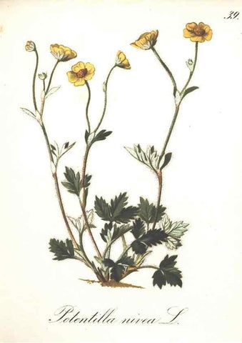Reproducción/Reproduction 7163551023: Die Alpenpflanzen nach der Natur gemalt /. Prag :F. Tempsky,1879-1884.