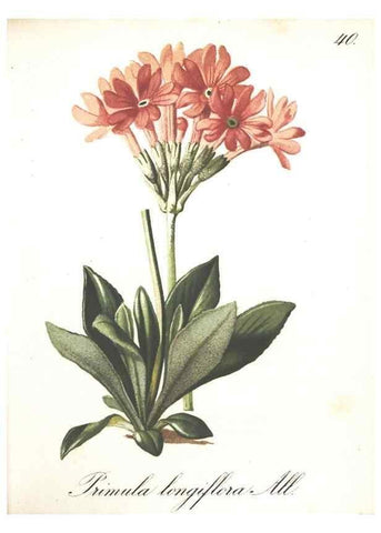 Reproducción/Reproduction 7163551635: Die Alpenpflanzen nach der Natur gemalt /. Prag :F. Tempsky,1879-1884.