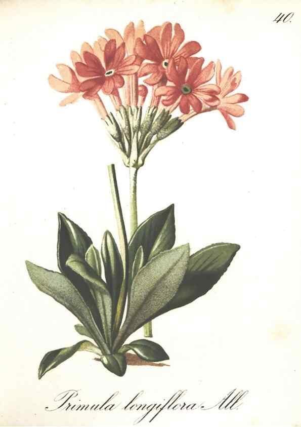 Reproducción/Reproduction 7163551635: Die Alpenpflanzen nach der Natur gemalt /. Prag :F. Tempsky,1879-1884.
