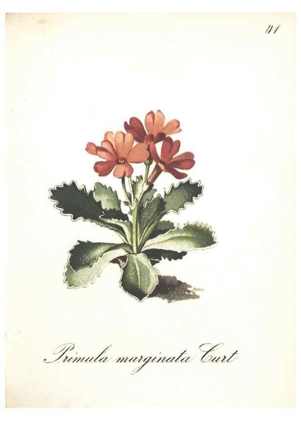 Reproducción/Reproduction 7348763122: Die Alpenpflanzen nach der Natur gemalt /. Prag :F. Tempsky,1879-1884.