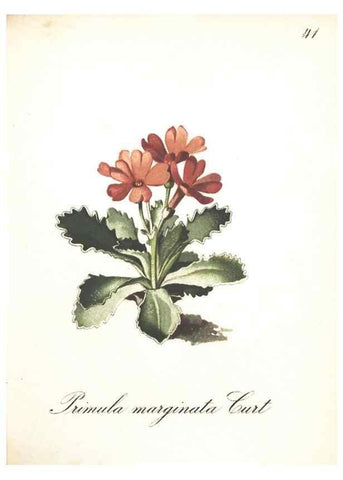 Reproducción/Reproduction 7348763122: Die Alpenpflanzen nach der Natur gemalt /. Prag :F. Tempsky,1879-1884.
