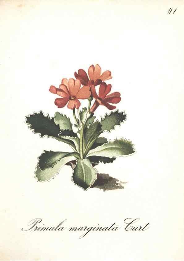 Reproducción/Reproduction 7348763122: Die Alpenpflanzen nach der Natur gemalt /. Prag :F. Tempsky,1879-1884.