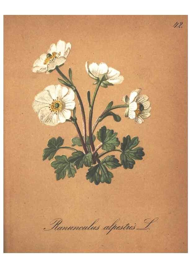 Reproducción/Reproduction 7163552945: Die Alpenpflanzen nach der Natur gemalt /. Prag :F. Tempsky,1879-1884.