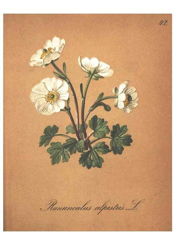 Reproducción/Reproduction 7163552945: Die Alpenpflanzen nach der Natur gemalt /. Prag :F. Tempsky,1879-1884.