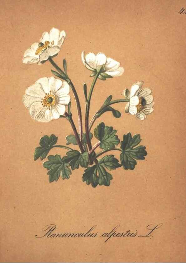 Reproducción/Reproduction 7163552945: Die Alpenpflanzen nach der Natur gemalt /. Prag :F. Tempsky,1879-1884.