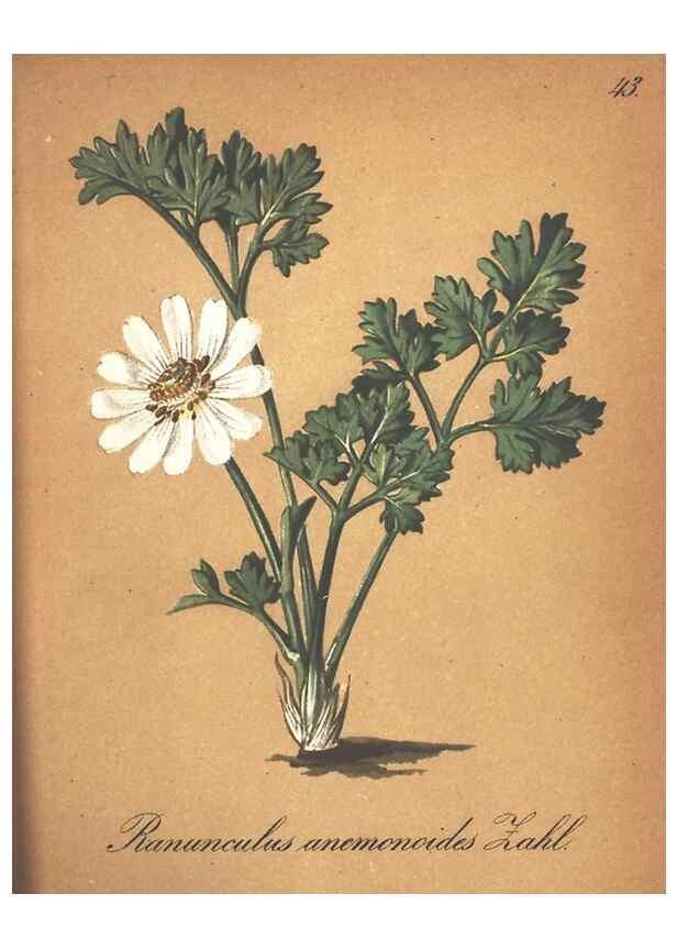 Reproducción/Reproduction 7348764812: Die Alpenpflanzen nach der Natur gemalt /. Prag :F. Tempsky,1879-1884.