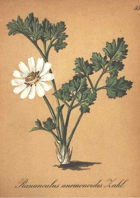 Reproducción/Reproduction 7348764812: Die Alpenpflanzen nach der Natur gemalt /. Prag :F. Tempsky,1879-1884.