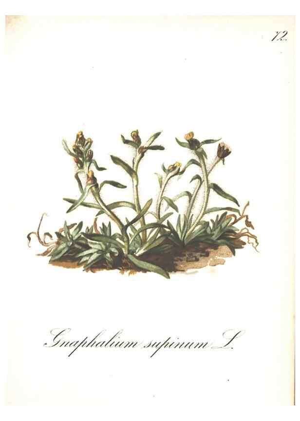 Reproducción/Reproduction 7163572589: Die Alpenpflanzen nach der Natur gemalt /. Prag :F. Tempsky,1879-1884.