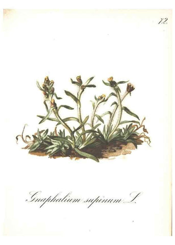 Reproducción/Reproduction 7163572589: Die Alpenpflanzen nach der Natur gemalt /. Prag :F. Tempsky,1879-1884.