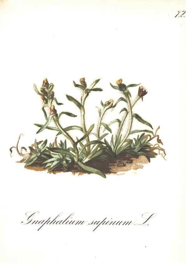 Reproducción/Reproduction 7163572589: Die Alpenpflanzen nach der Natur gemalt /. Prag :F. Tempsky,1879-1884.