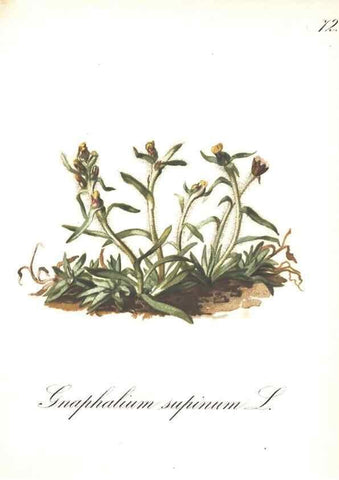 Reproducción/Reproduction 7163572589: Die Alpenpflanzen nach der Natur gemalt /. Prag :F. Tempsky,1879-1884.