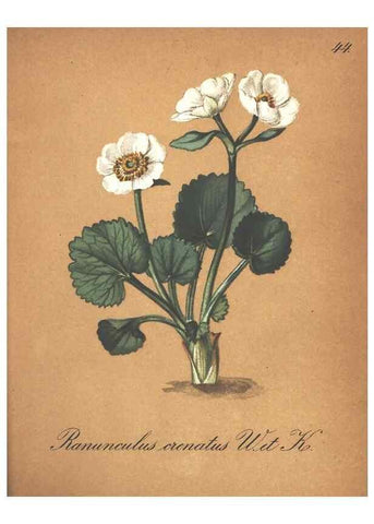 Reproducción/Reproduction 7348765558: Die Alpenpflanzen nach der Natur gemalt /. Prag :F. Tempsky,1879-1884.