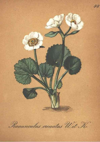 Reproducción/Reproduction 7348765558: Die Alpenpflanzen nach der Natur gemalt /. Prag :F. Tempsky,1879-1884.