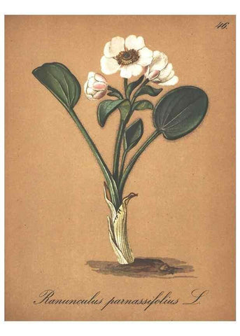 Reproducción/Reproduction 7163556145: Die Alpenpflanzen nach der Natur gemalt /. Prag :F. Tempsky,1879-1884.