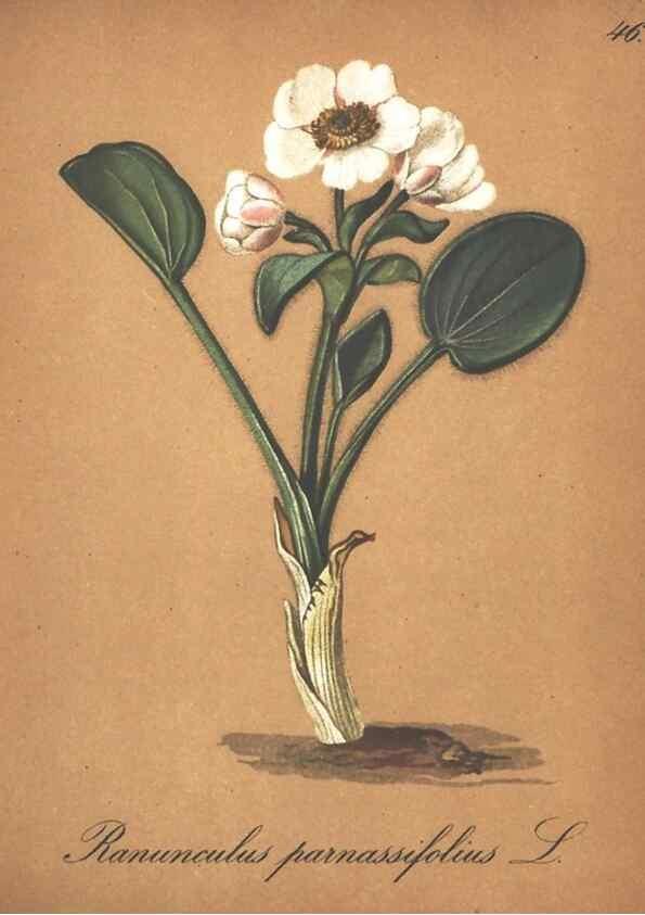 Reproducción/Reproduction 7163556145: Die Alpenpflanzen nach der Natur gemalt /. Prag :F. Tempsky,1879-1884.