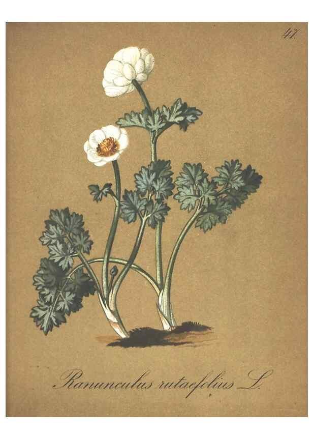 Reproducción/Reproduction 7348767774: Die Alpenpflanzen nach der Natur gemalt /. Prag :F. Tempsky,1879-1884.