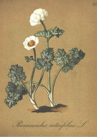 Reproducción/Reproduction 7348767774: Die Alpenpflanzen nach der Natur gemalt /. Prag :F. Tempsky,1879-1884.