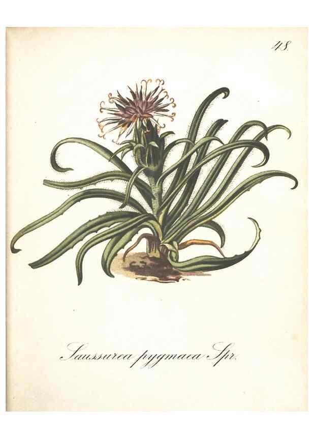 Reproducción/Reproduction 7348768362: Die Alpenpflanzen nach der Natur gemalt /. Prag :F. Tempsky,1879-1884.