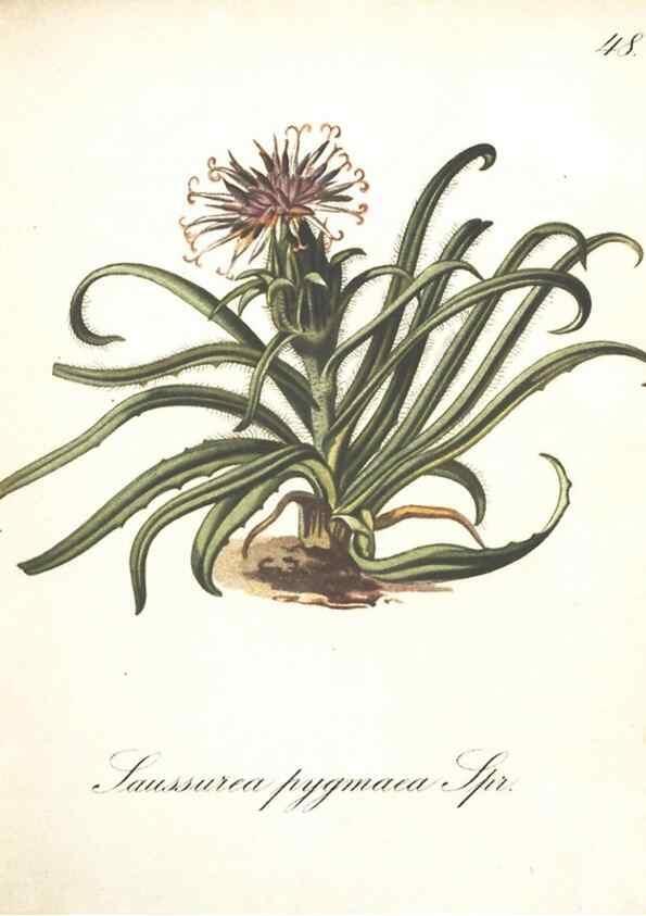 Reproducción/Reproduction 7348768362: Die Alpenpflanzen nach der Natur gemalt /. Prag :F. Tempsky,1879-1884.