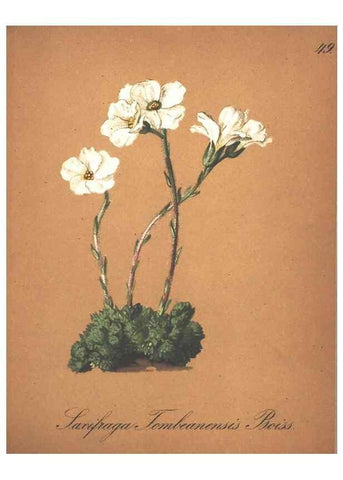 Reproducción/Reproduction 7163558339: Die Alpenpflanzen nach der Natur gemalt /. Prag :F. Tempsky,1879-1884.
