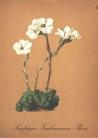 Reproducción/Reproduction 7163558339: Die Alpenpflanzen nach der Natur gemalt /. Prag :F. Tempsky,1879-1884.