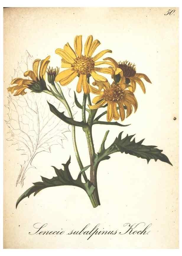 Reproducción/Reproduction 7163559003: Die Alpenpflanzen nach der Natur gemalt /. Prag :F. Tempsky,1879-1884.