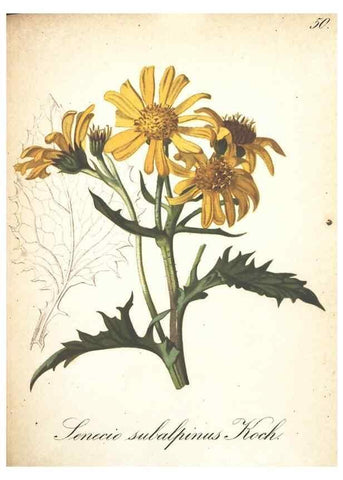Reproducción/Reproduction 7163559003: Die Alpenpflanzen nach der Natur gemalt /. Prag :F. Tempsky,1879-1884.
